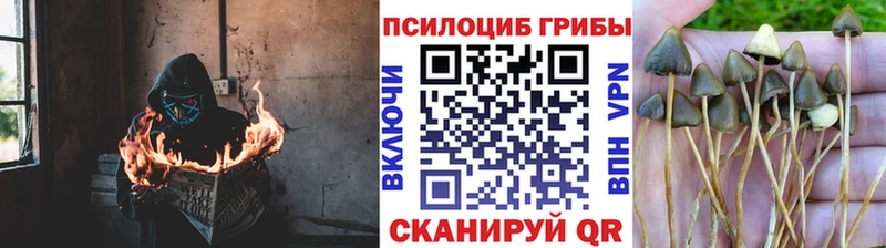 Псилоцибиновые грибы прущие грибы  даркнет сайт  Мегион 